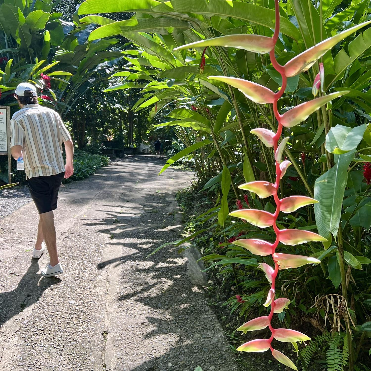 Diamond Falls Botanical Gardens- Our boat captain took us to the gardens while we were in the town of Soufrière- it was so beautiful!