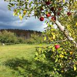 Visit Pietree Orchard