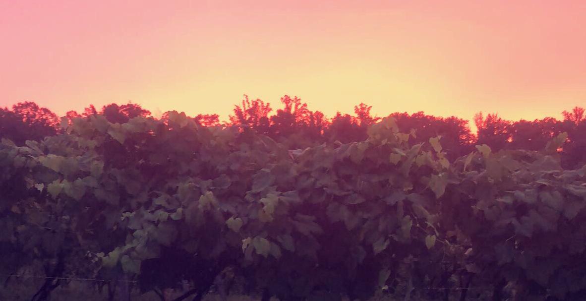 The Wedding Website of Kelly Joyce and Joseph McKinley