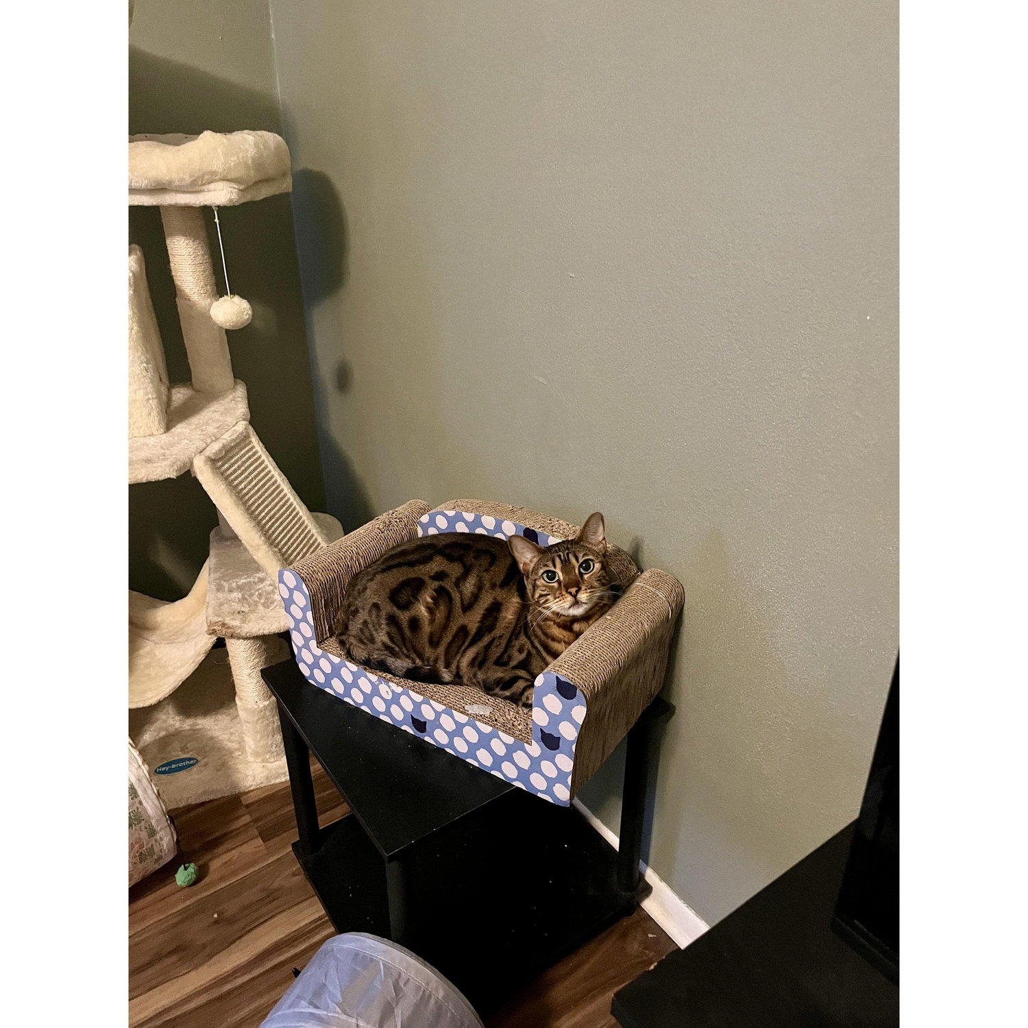 Our Roma the bengal cat that Chloe brought into Thomas's world!