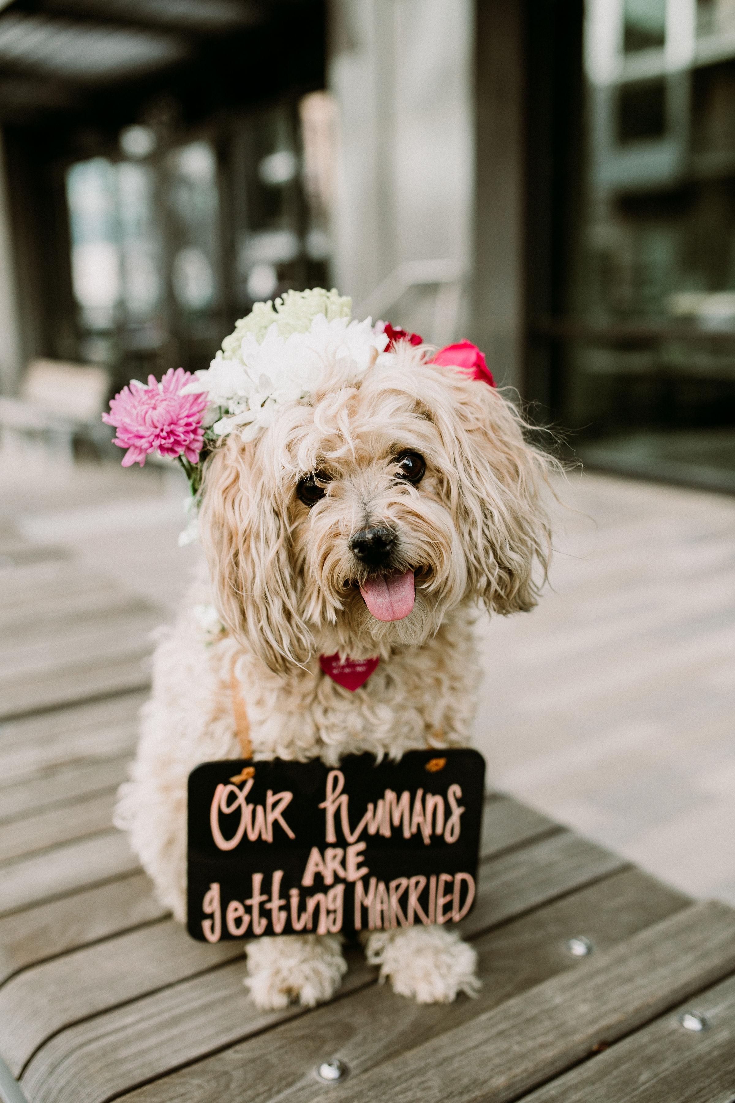 The Wedding Website of Brigitte Cook and Sam Hoffman