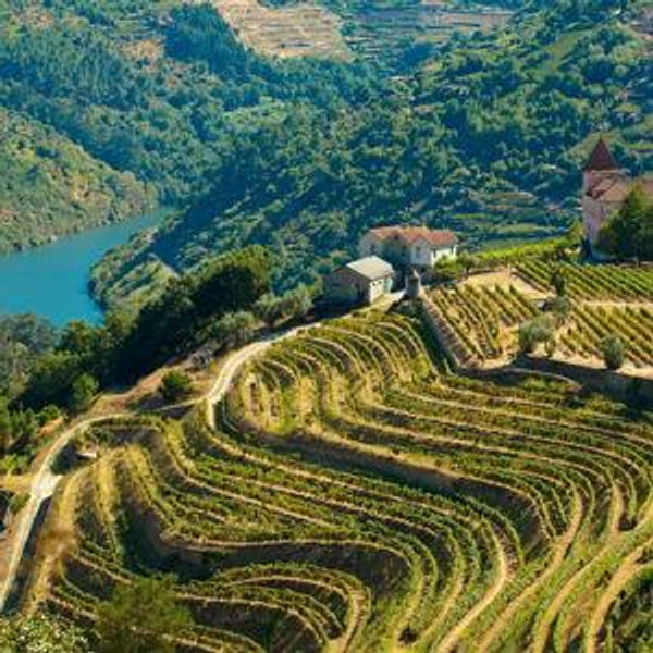 Duoro Valley Vineyard Tour