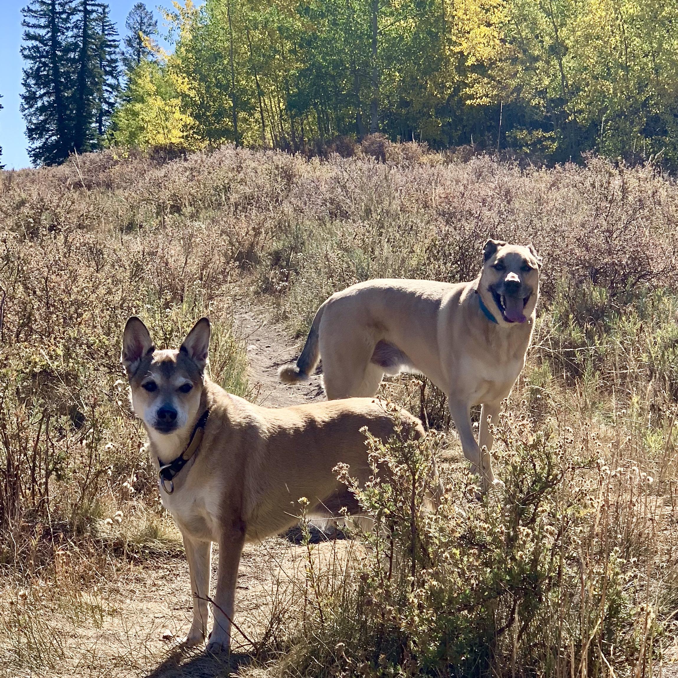 Honeymoon Doggy Day Care