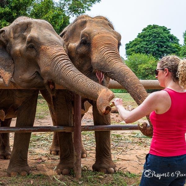 Elephant Sanctuary on Honeymoon!