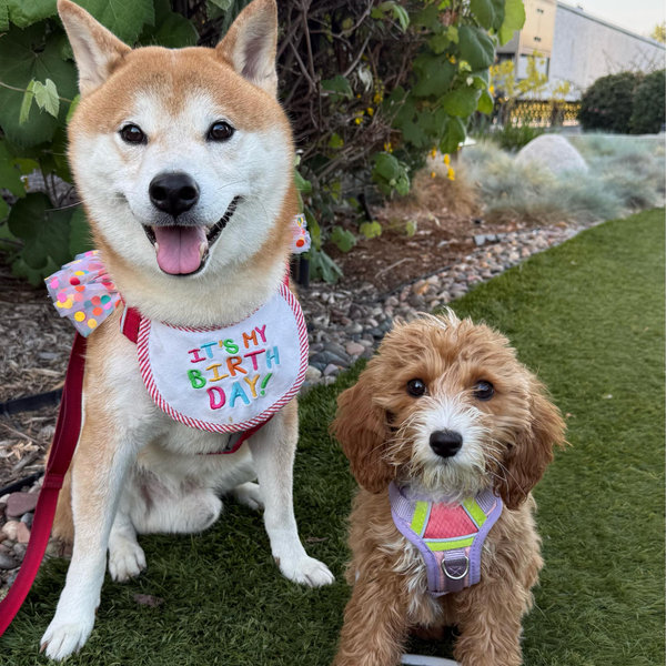 Bubu and Phoebe's Pet Insurance 2027