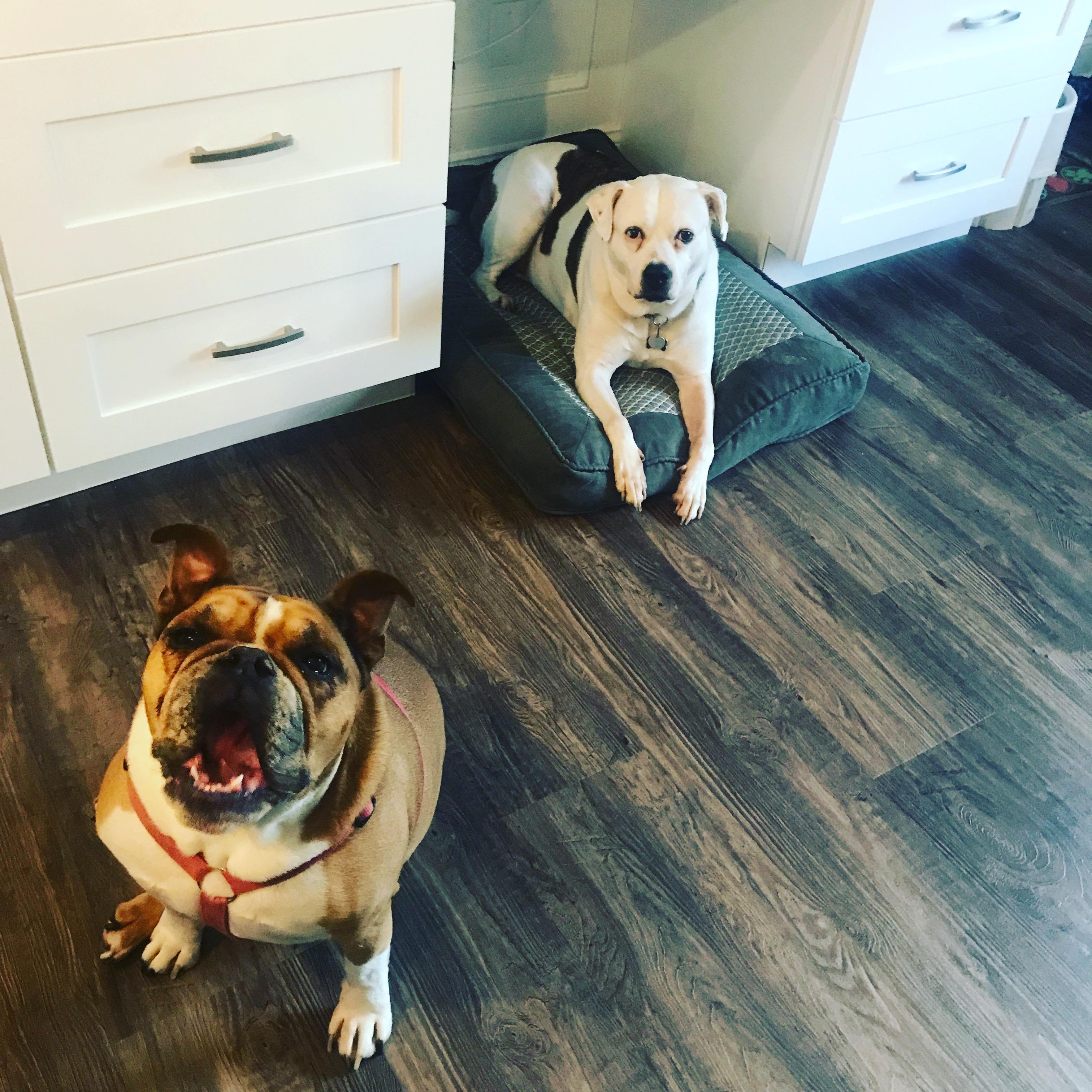 Kramer & Gabbi!