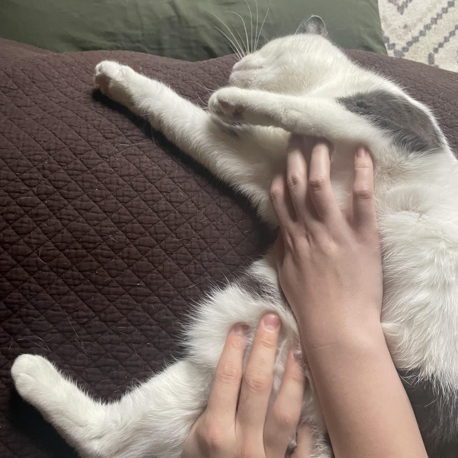 David’s cozy cat, Atlas!