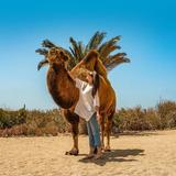 Camel Ride with Tequila Tasting and Lunch in Los Cabos