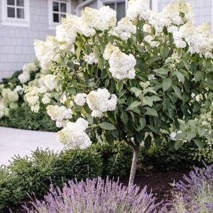 Plants for Front Yard