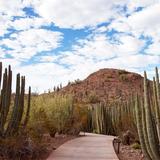Desert Botanical Garden