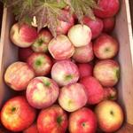 Windy Hill Farm Apple Picking