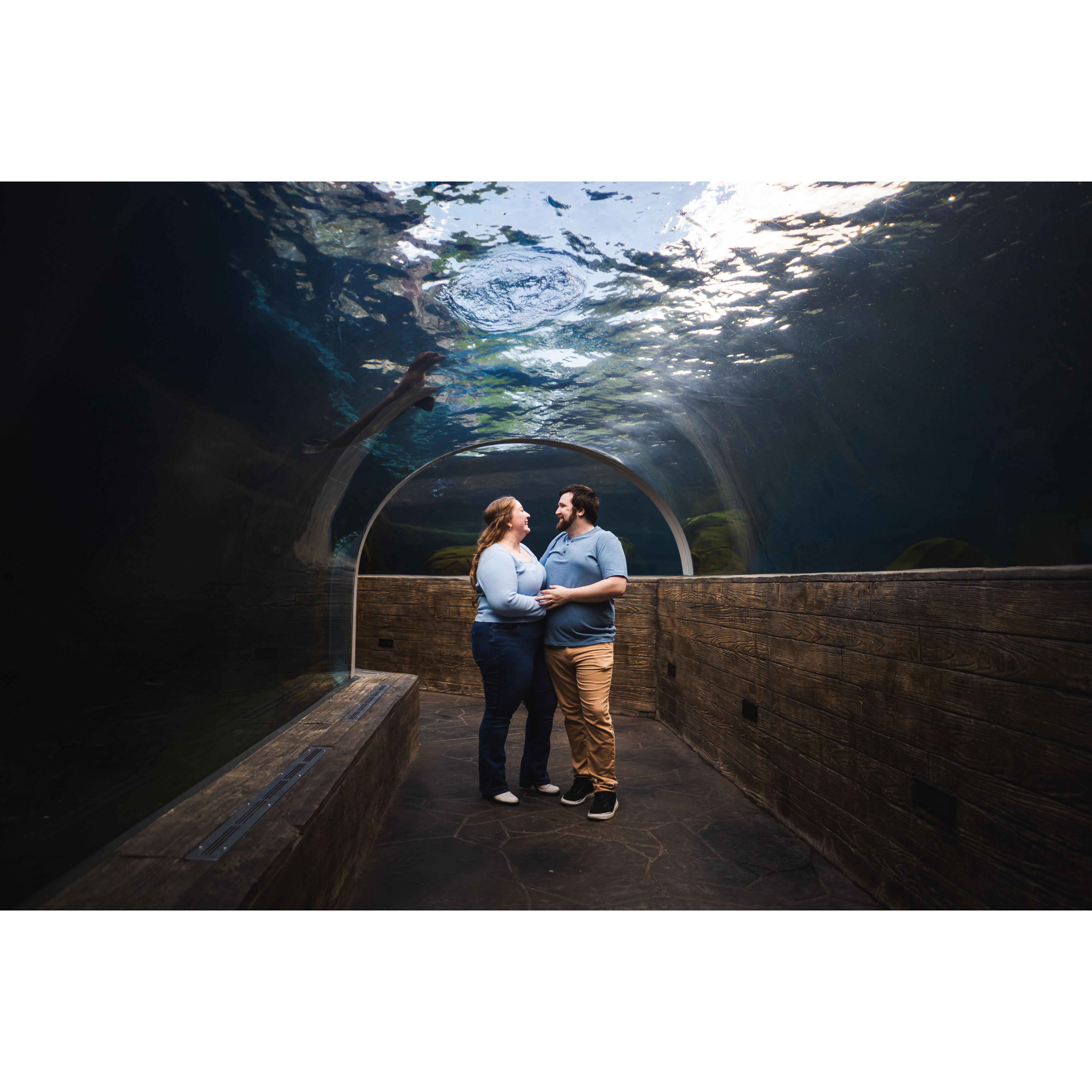 The sea lion tunnel at the zoo, where Andy proposed