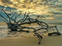 Driftwood Beach
