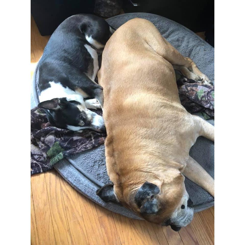 Mister and Pluto doing what they do best!