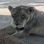 San Diego Zoo Safari Park