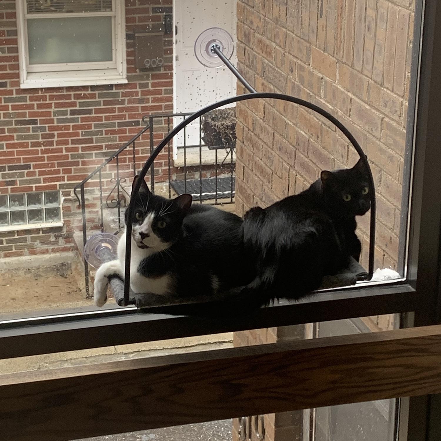 the kitty boys!