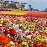 Carlsbad Flower FIelds