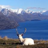Deer Park Heights Queenstown
