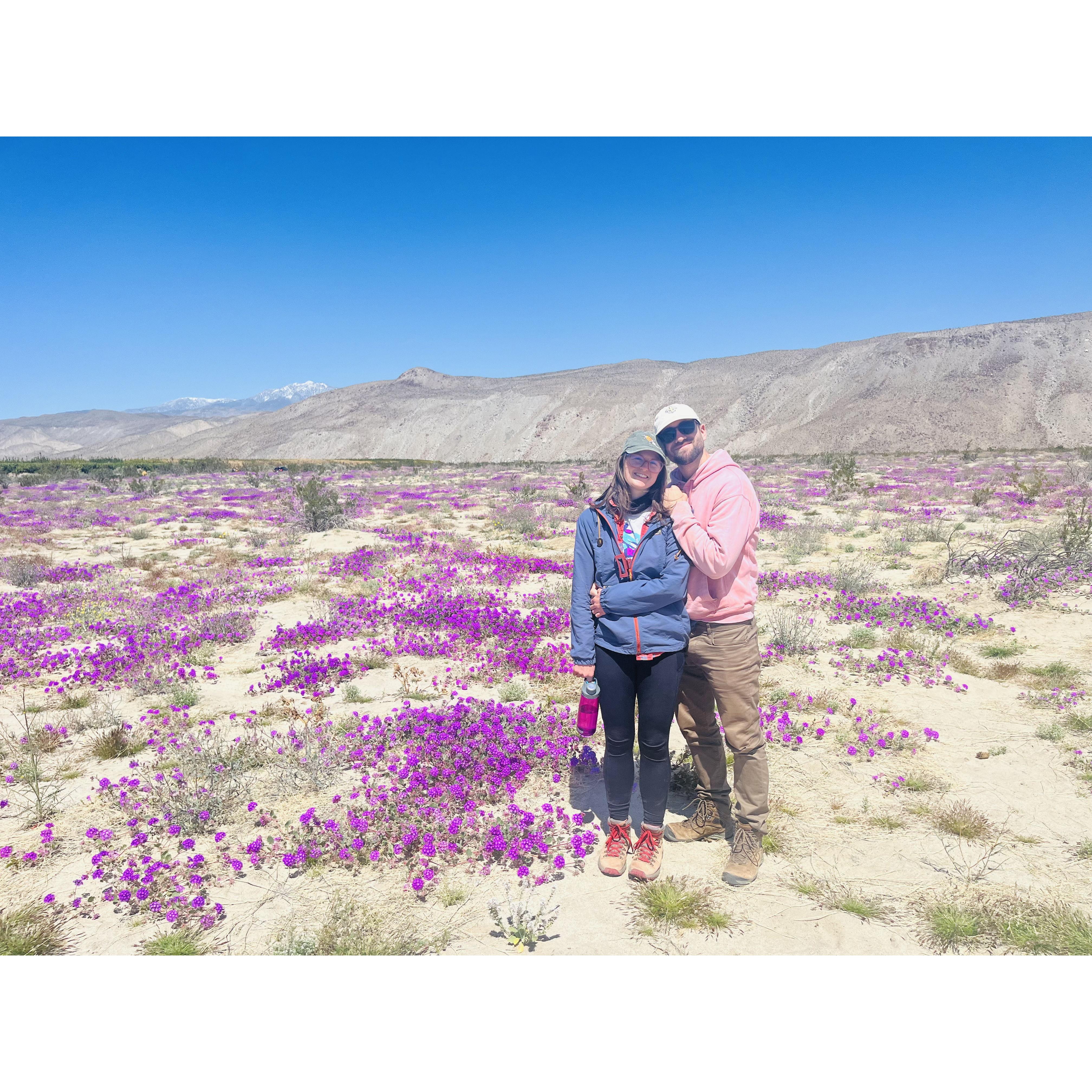 Anza Borrego wildflowers