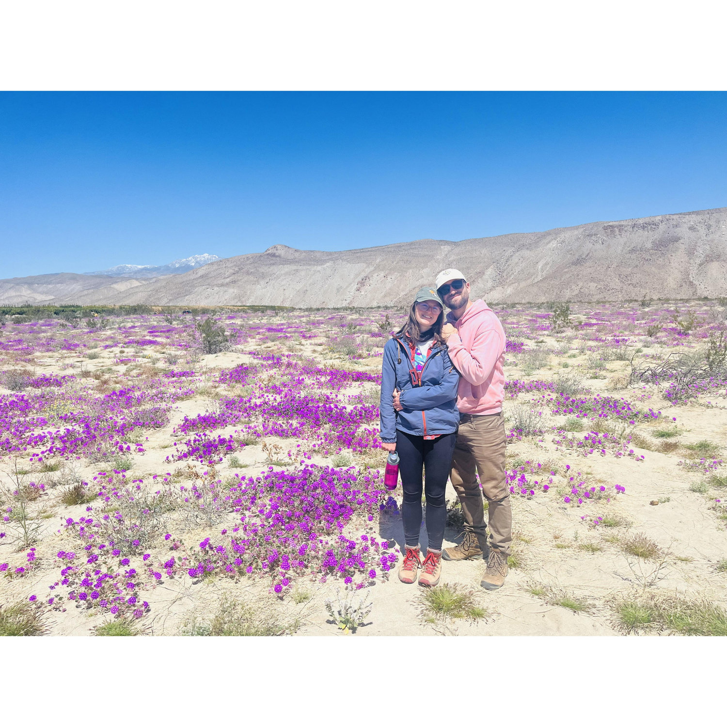 Anza Borrego wildflowers