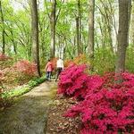 Jenkins Arboretum & Gardens