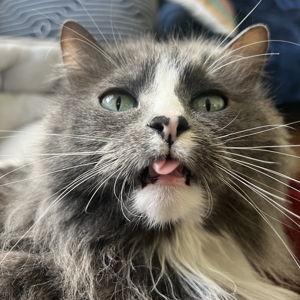 Catsitting for Sylvia During Our Honeymoon