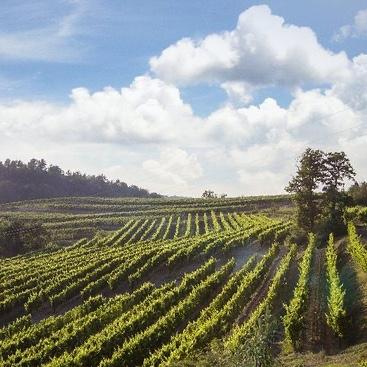 Wine Tasting in Istria