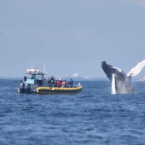 Whale Watching Tour
