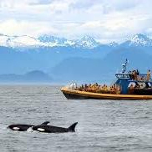 Whale Watching