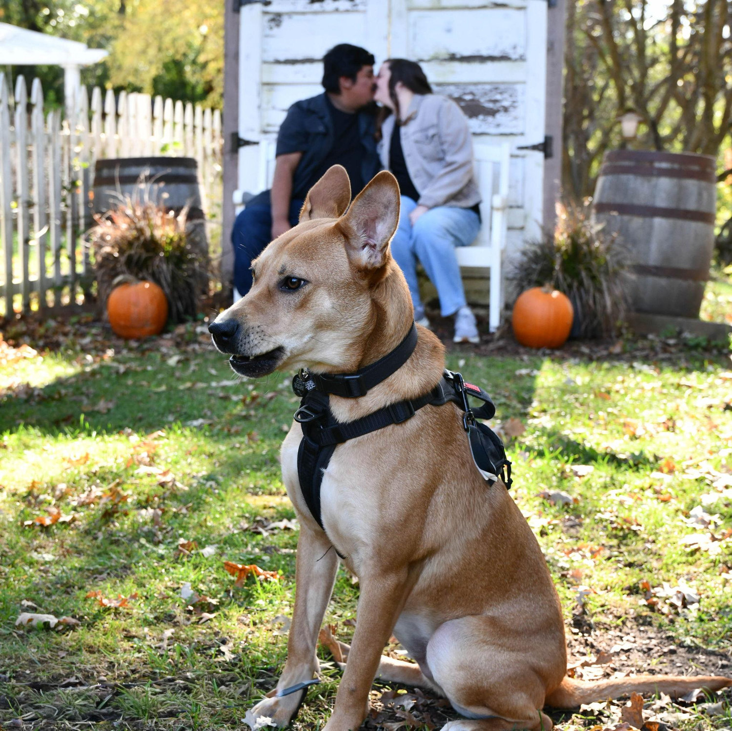 Engagement photos