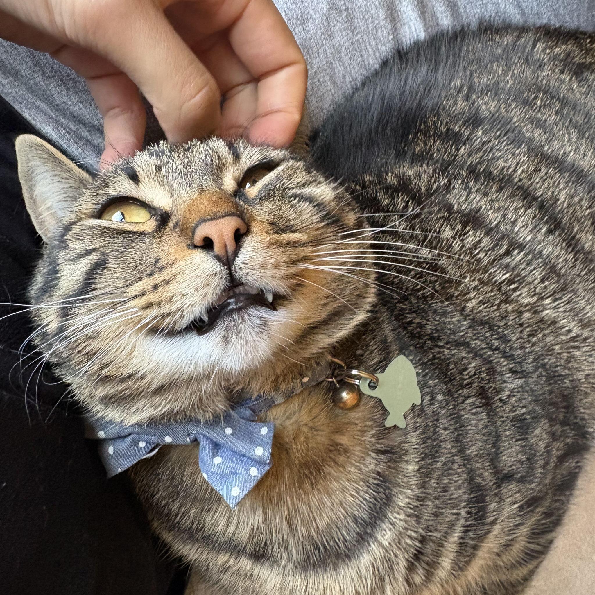 Mr. Darcy enjoying pets from dad