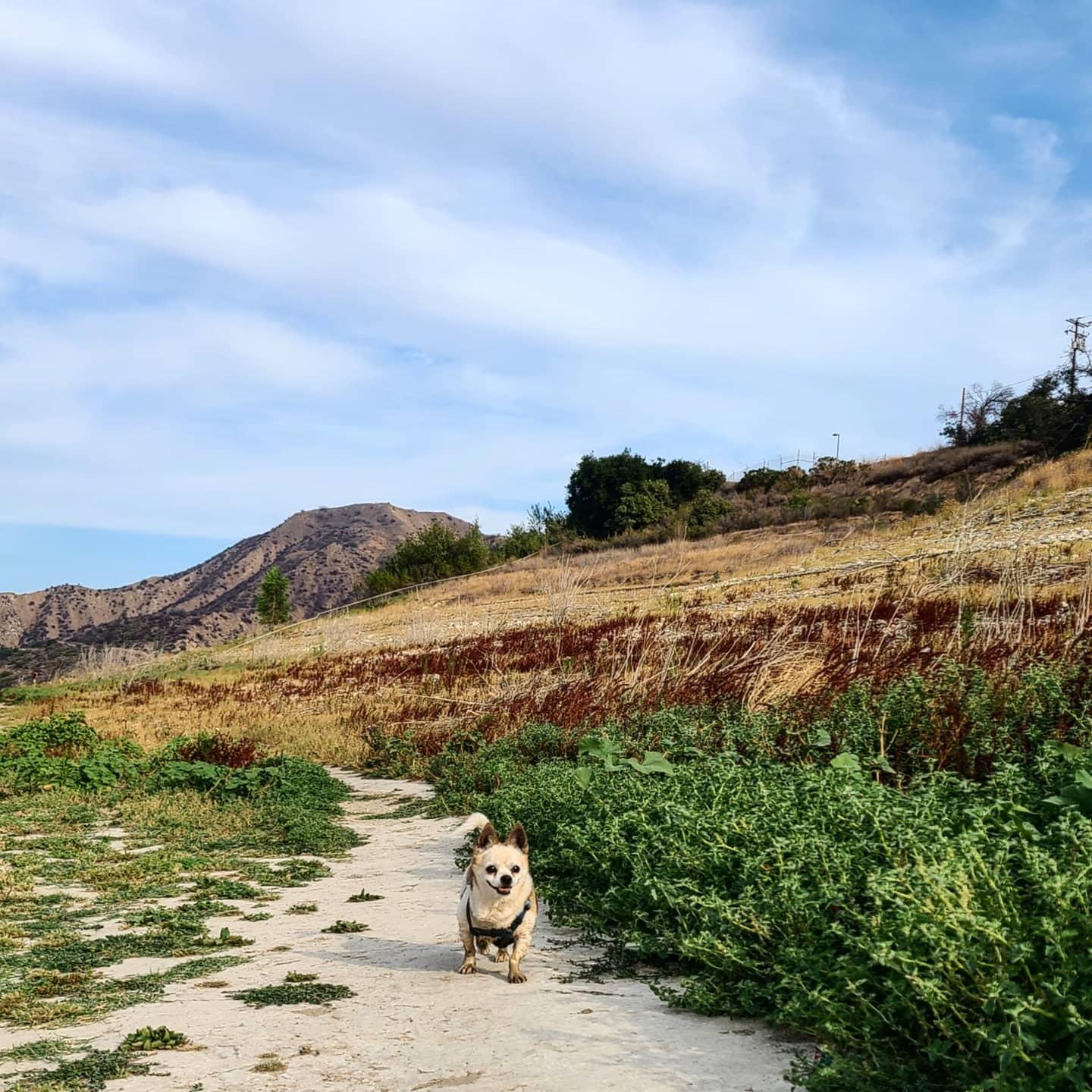 Adventure dog