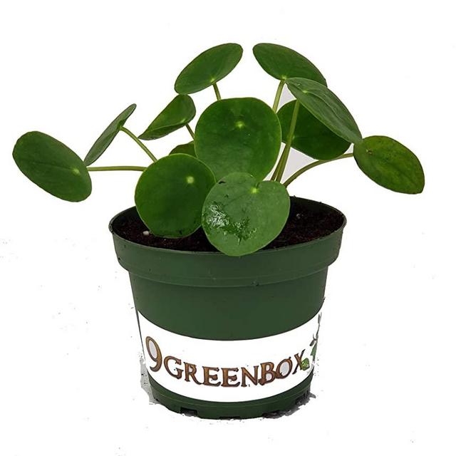 Hirt's Gardens Chinese Money Plant - Pilea peperomioides - 4" Pot