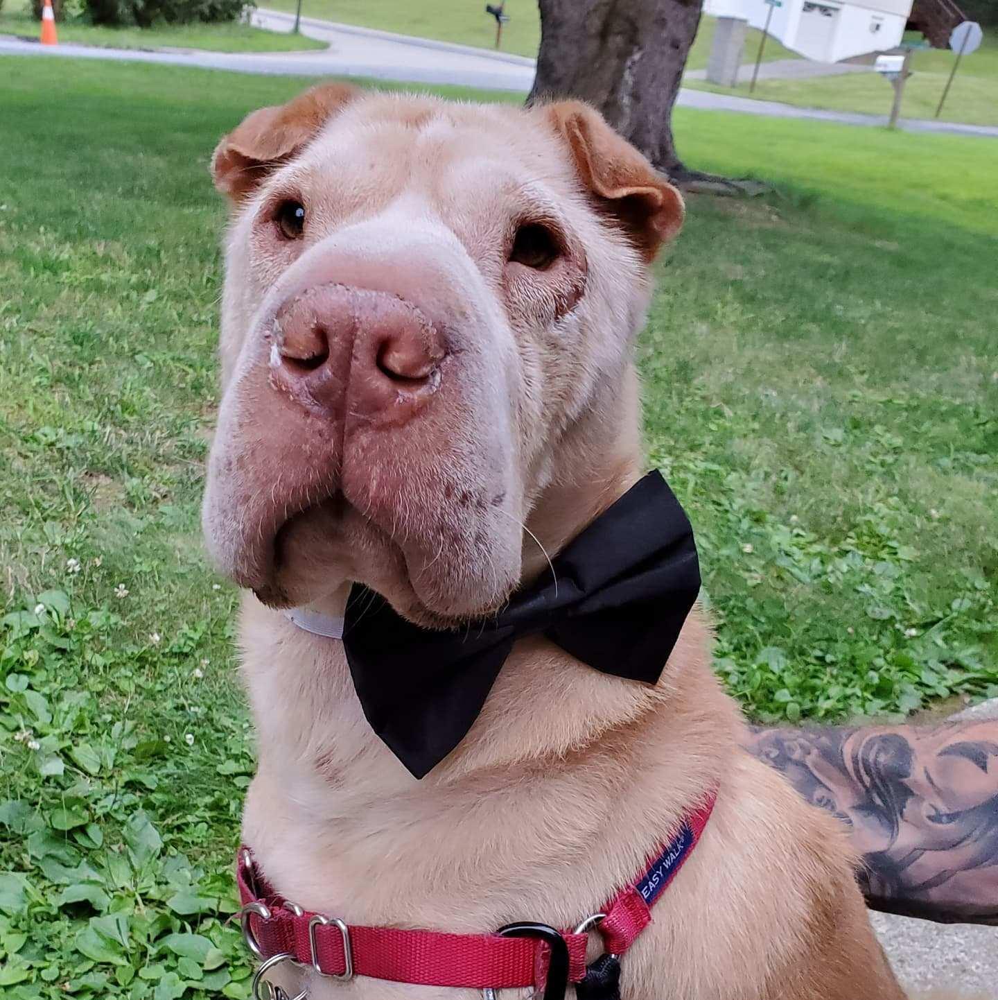 Bruno