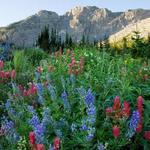 Uinta National Forest / Las Narodowy Uinta