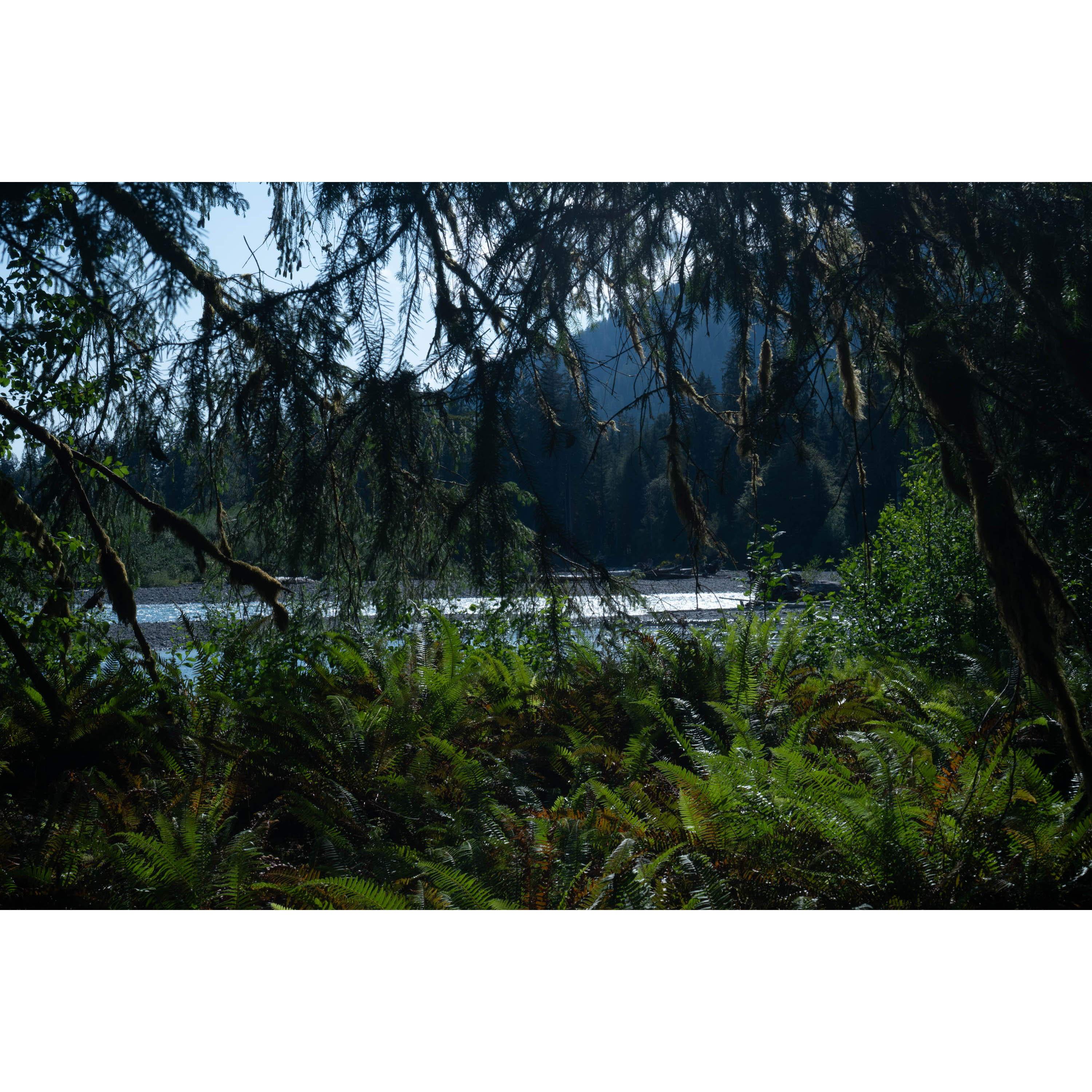 First glimpse of the Hoh River through the trees