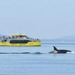 Prince of Whales - Whale & Marine Wildlife Adventures Vancouver