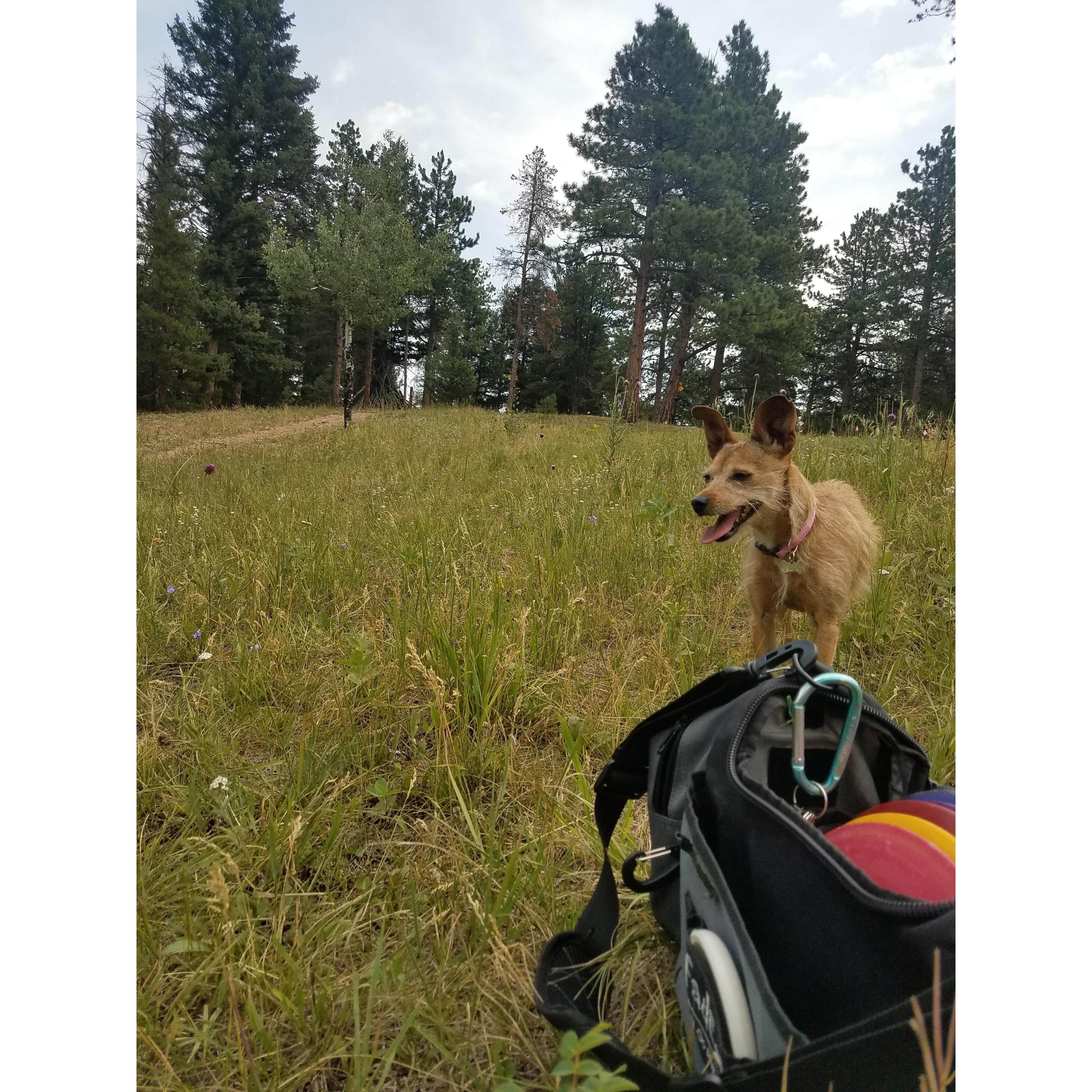 Cricket's favorite sport, Disc Golf