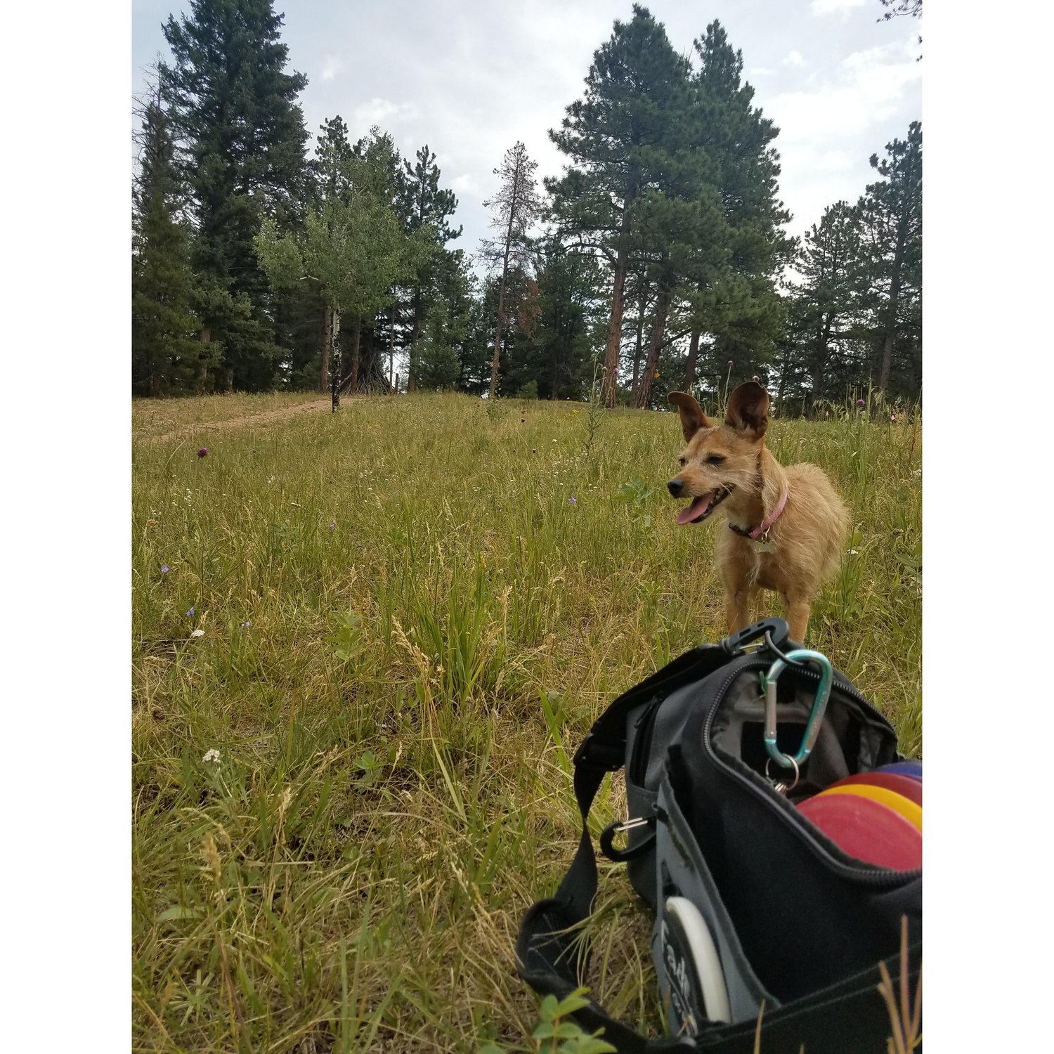 Cricket's favorite sport, Disc Golf