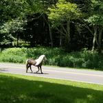 Grayson Highlands State Park