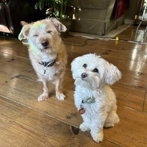Year's Supply Of Dog Goodies