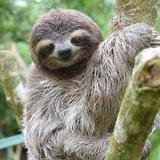 Sloth Sanctuary of Costa Rica