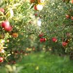 Applewood Apple Orchard
