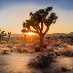 Joshua Tree National Park