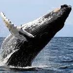 Whale Watching