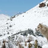 Mission Wolf - Wolf Sanctuary