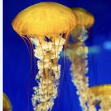 Georgia Aquarium