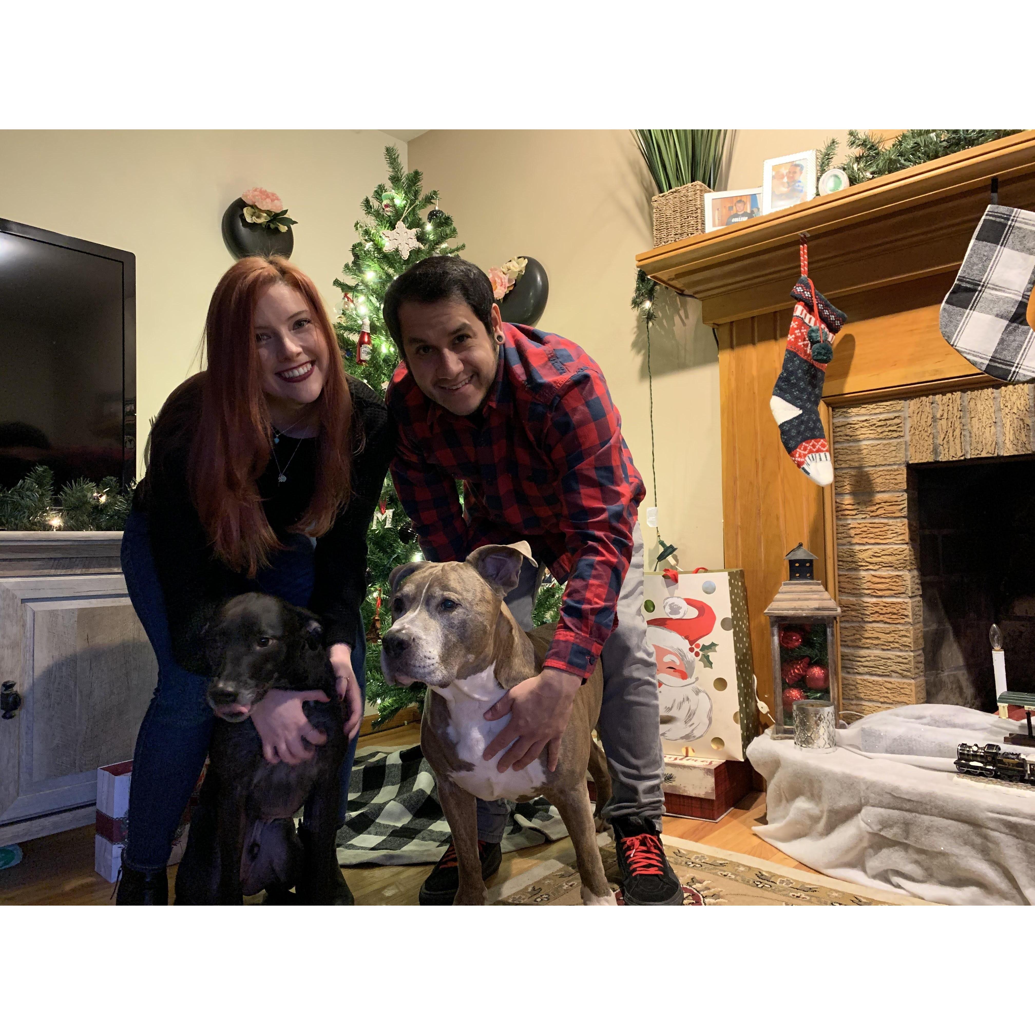 Christmas with the dogs; 2020
