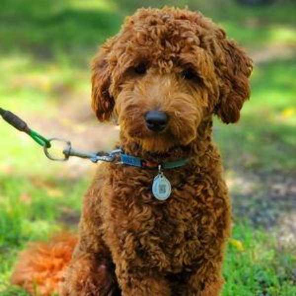 Our Goldendoodle fund
