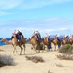 Cabo Adventures